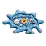 Model of Amoeba
